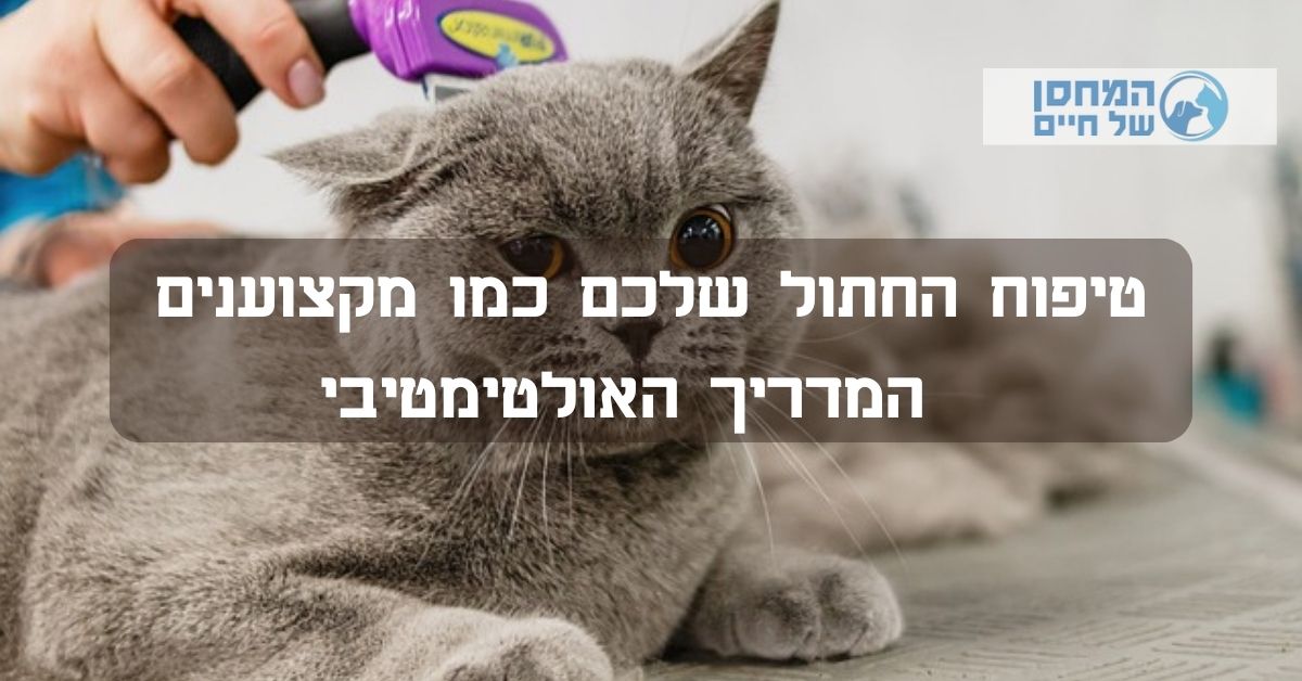 טיפוח החתול שלכם כמו מקצוענים  המדריך האולטימטיבי